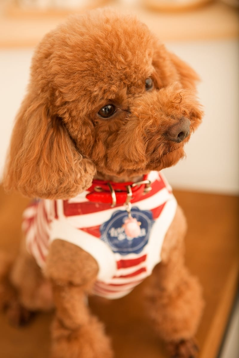 狗狗寫真 | 可愛法鬥犬在戶外草地的活潑特寫，台北寵物攝影
