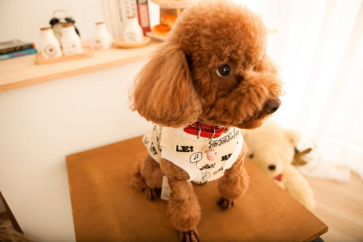 寵物用品攝影 | 高蛋白狗食飼料的靜物棚拍，強調原料與顆粒細節