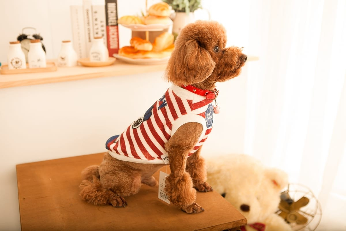 商業攝影 | 貴賓狗穿著時尚寵物服飾的全身展示，電商主圖，高雄