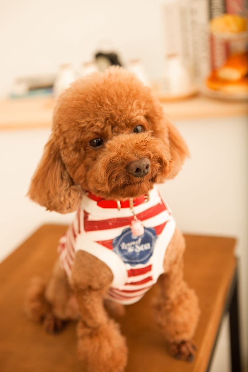 狗零食攝影 | 健康手工寵物餅乾的美食擺拍，適用網拍型錄