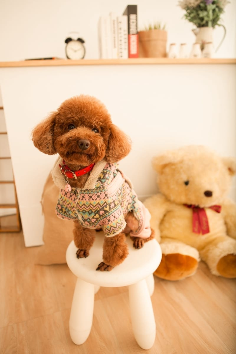 狗狗攝影 | 拉布拉多犬在室內陽光下的溫順肖像，專業棚拍