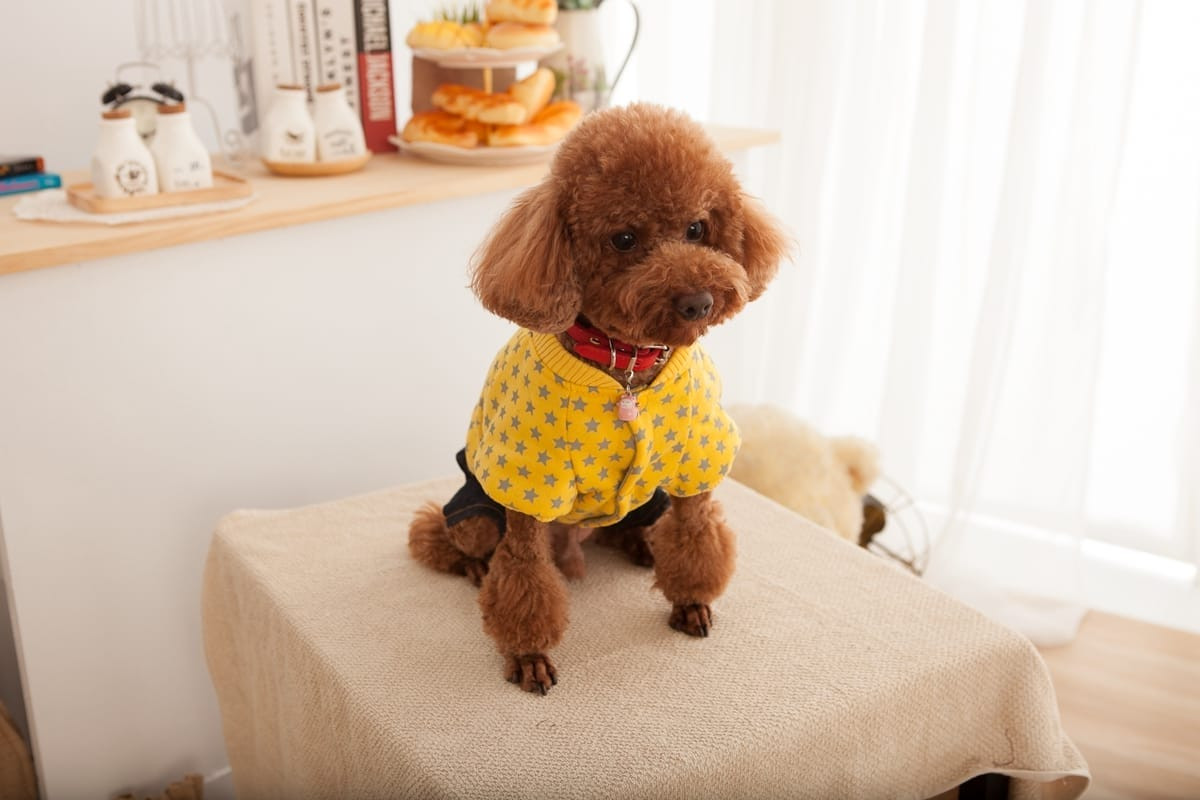 寵物玩具攝影 | 耐咬玩具與雪納瑞的互動情境照，網拍廣告