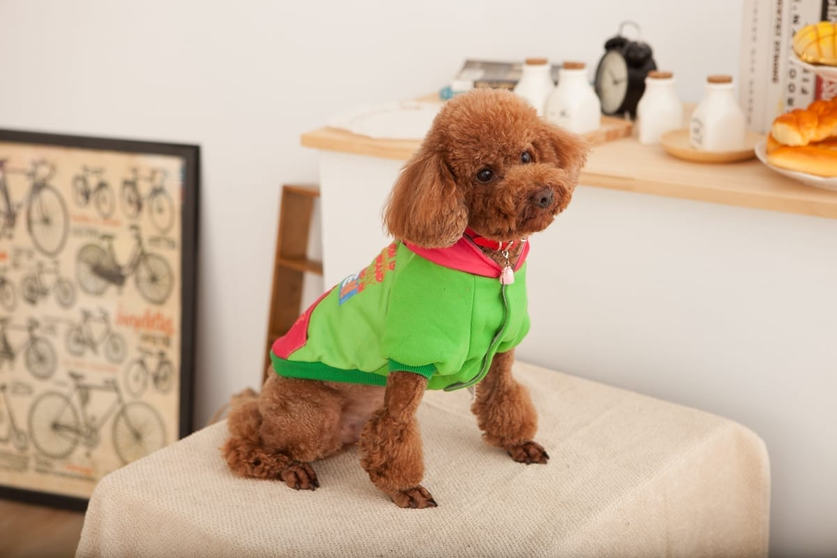 狗食包裝形象 | 天然狗糧包裝設計與產品的全貌展示，台中