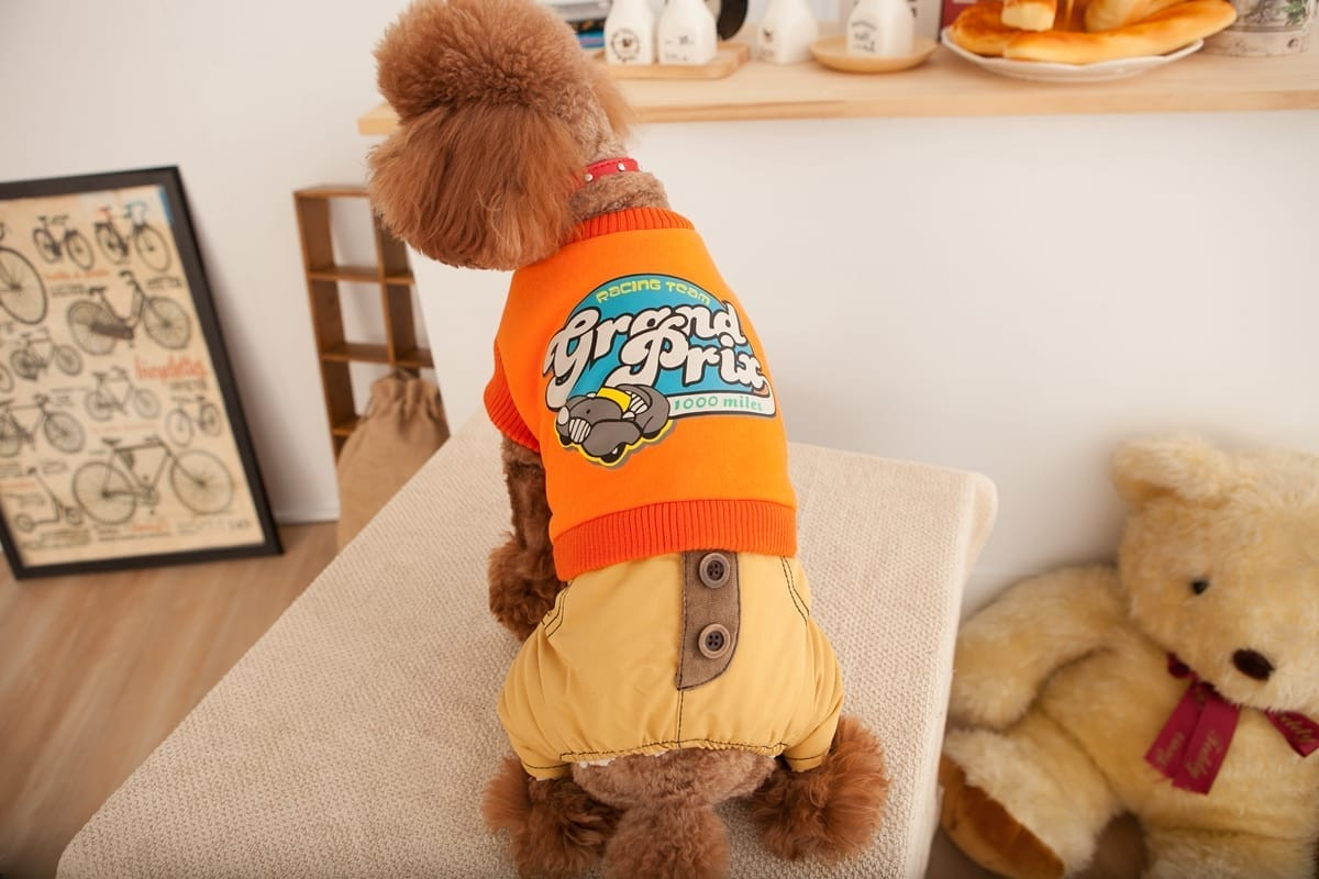 專業寵物攝影 | 柴犬的生動表情特寫，捕捉活潑個性，高雄