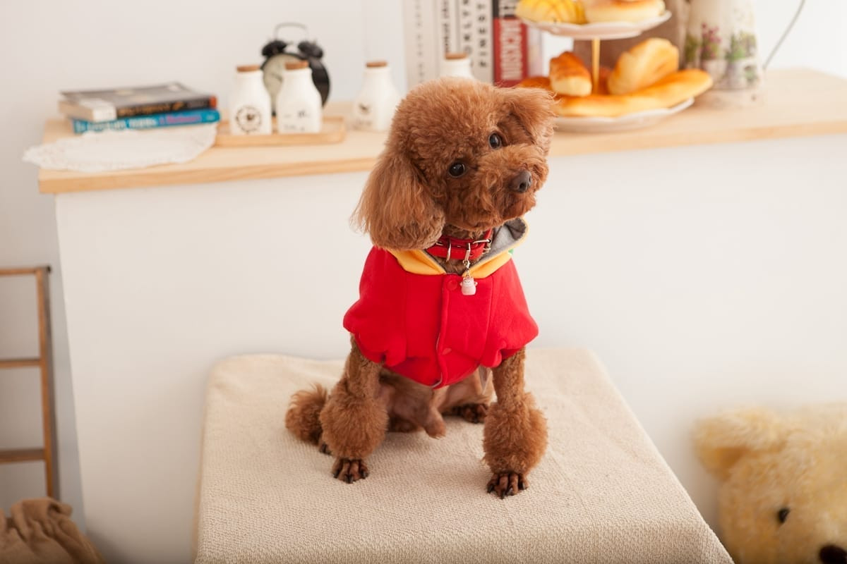 商業攝影師作品 | 比熊犬穿著冬季服飾的可愛造型照，台北