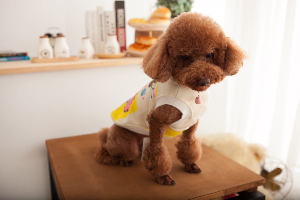 寵物寫真 | 邊境牧羊犬在戶外奔跑的動態捕捉，強調速度感