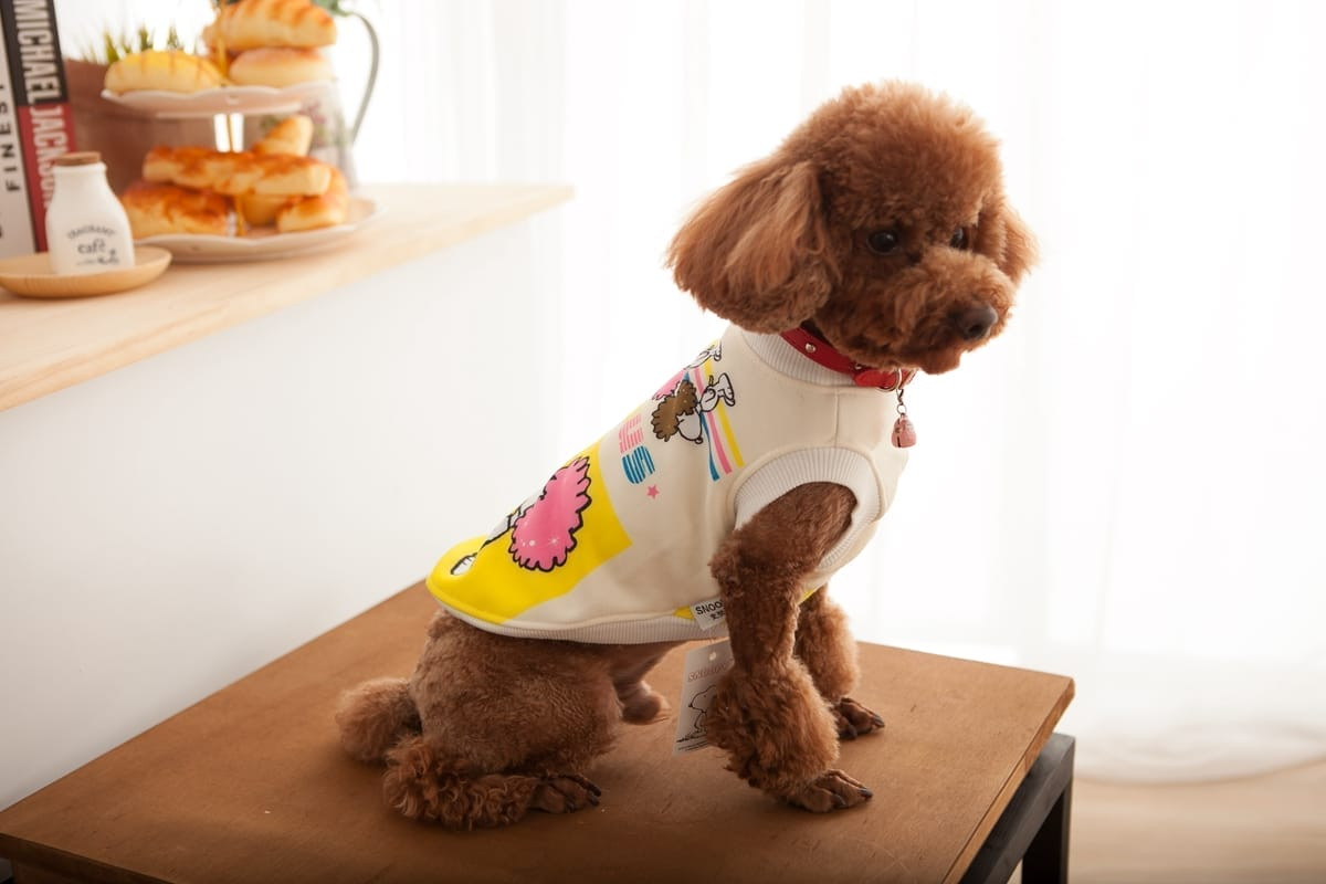 狗零食形象照 | 多款寵物零食的組合擺拍，適用於電商型錄，台中