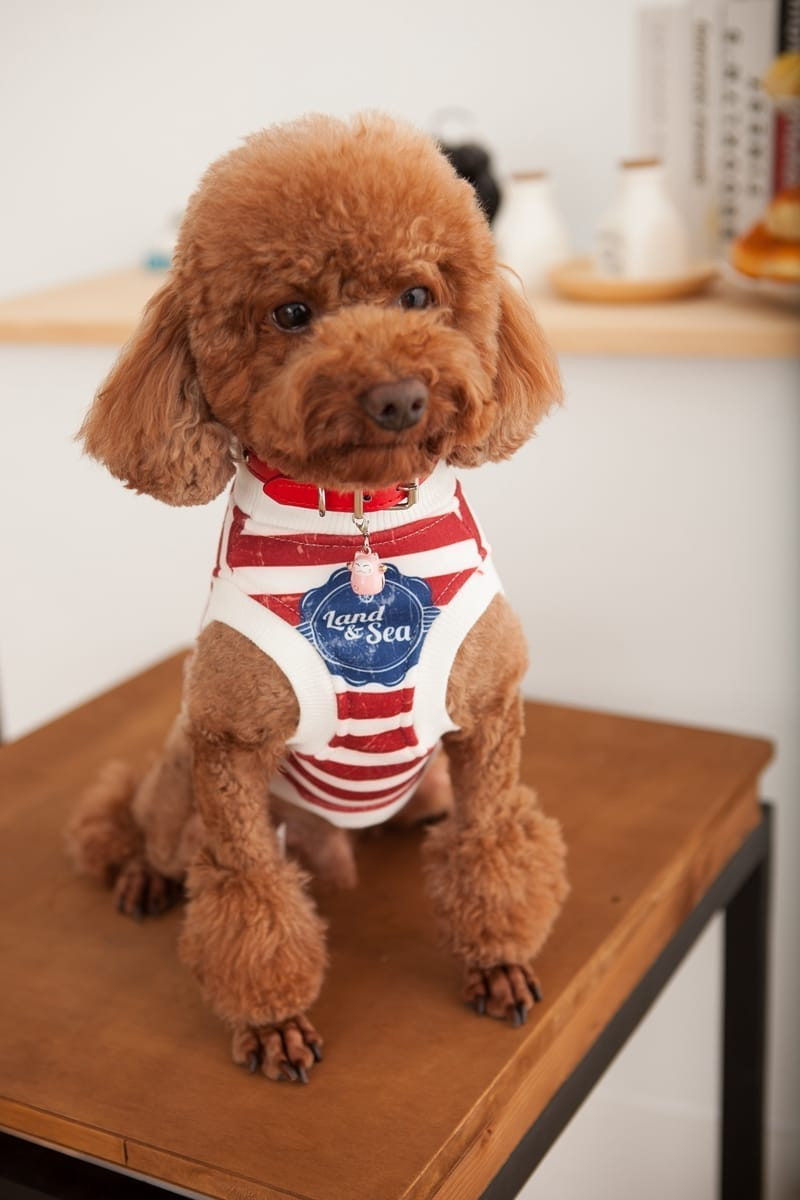 貴賓犬寵物衣服攝影，紅白條紋背心穿搭與萌寵情境照
