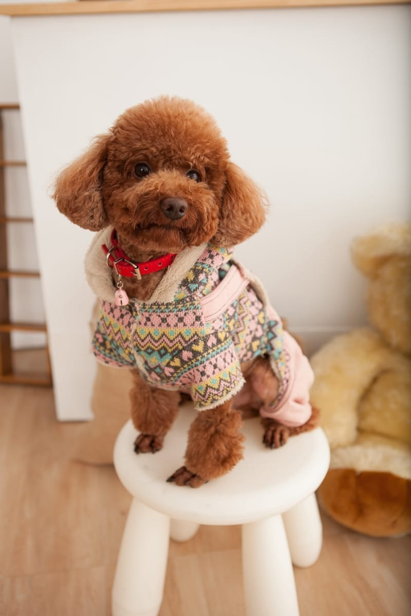 狗狗攝影服務 | 室內棚拍中米克斯的優雅側身肖像，專業打光