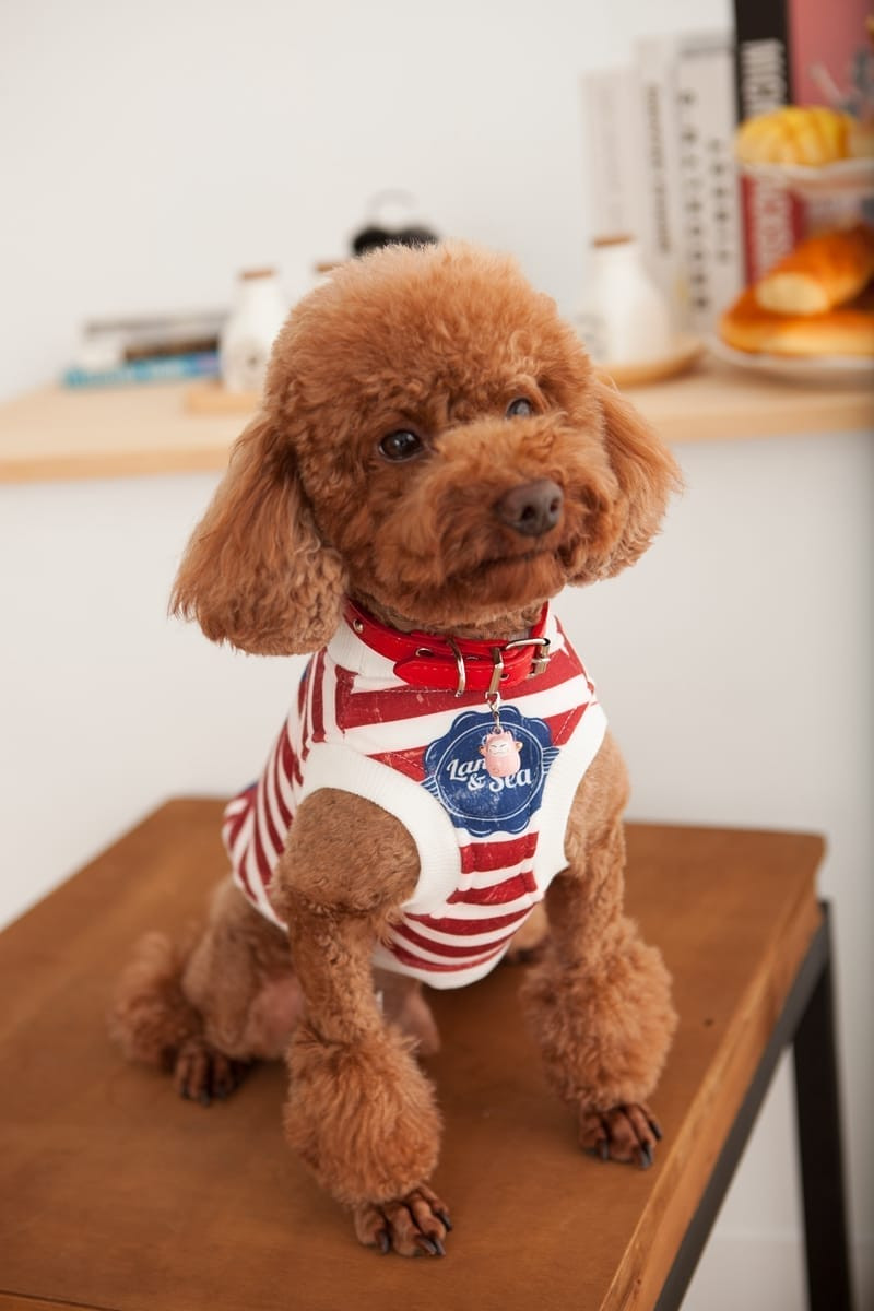 寵物用品形象 | 美容洗劑或沐浴乳的瓶身設計與產品特寫，台北