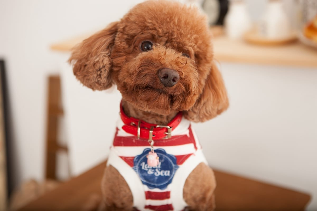 人寵合照 | 小型犬（如吉娃娃）在主人懷中的親密互動，溫馨寫真