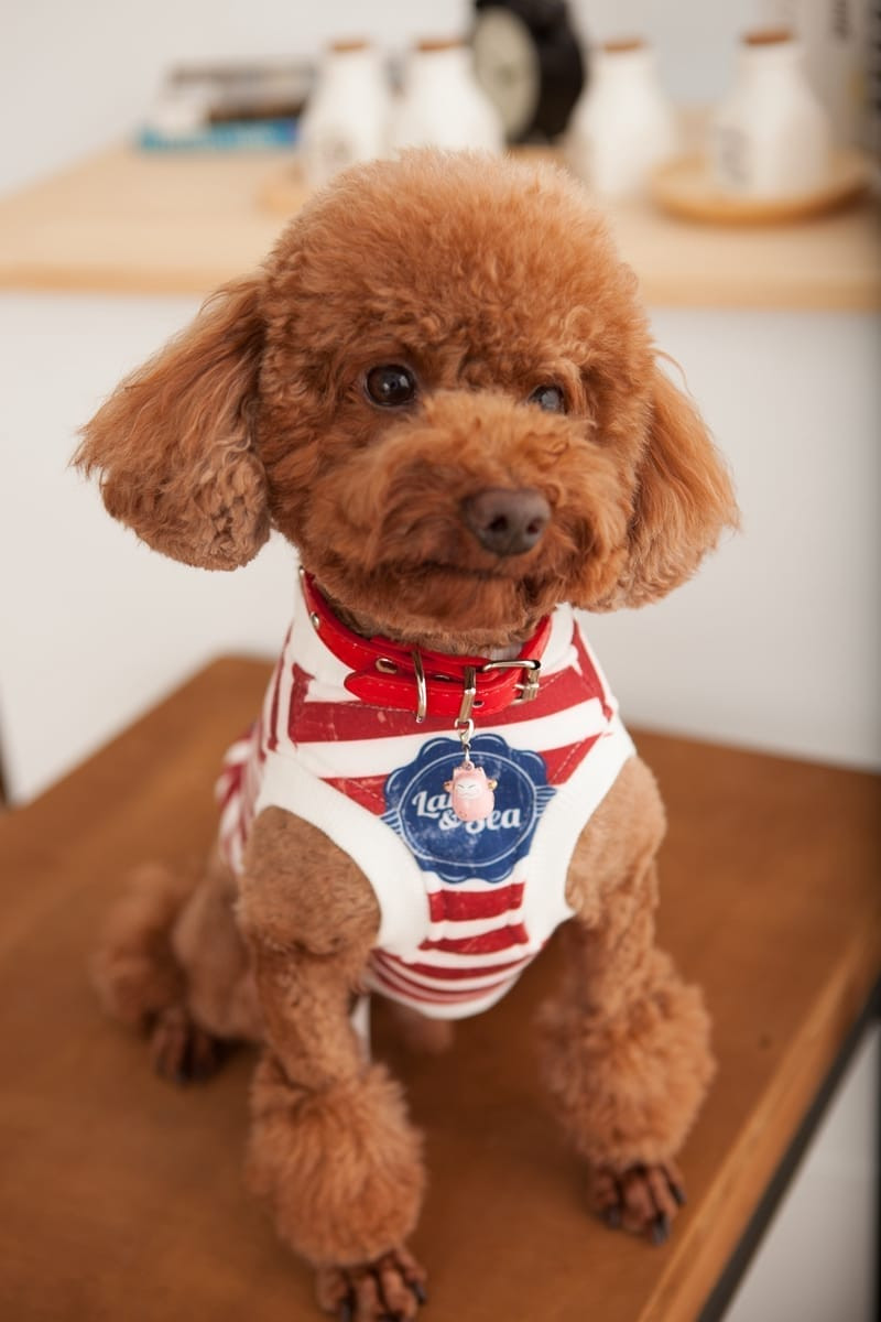 網拍寵物商品 | 貓狗通用的毛毯或睡墊，強調柔軟材質，台中