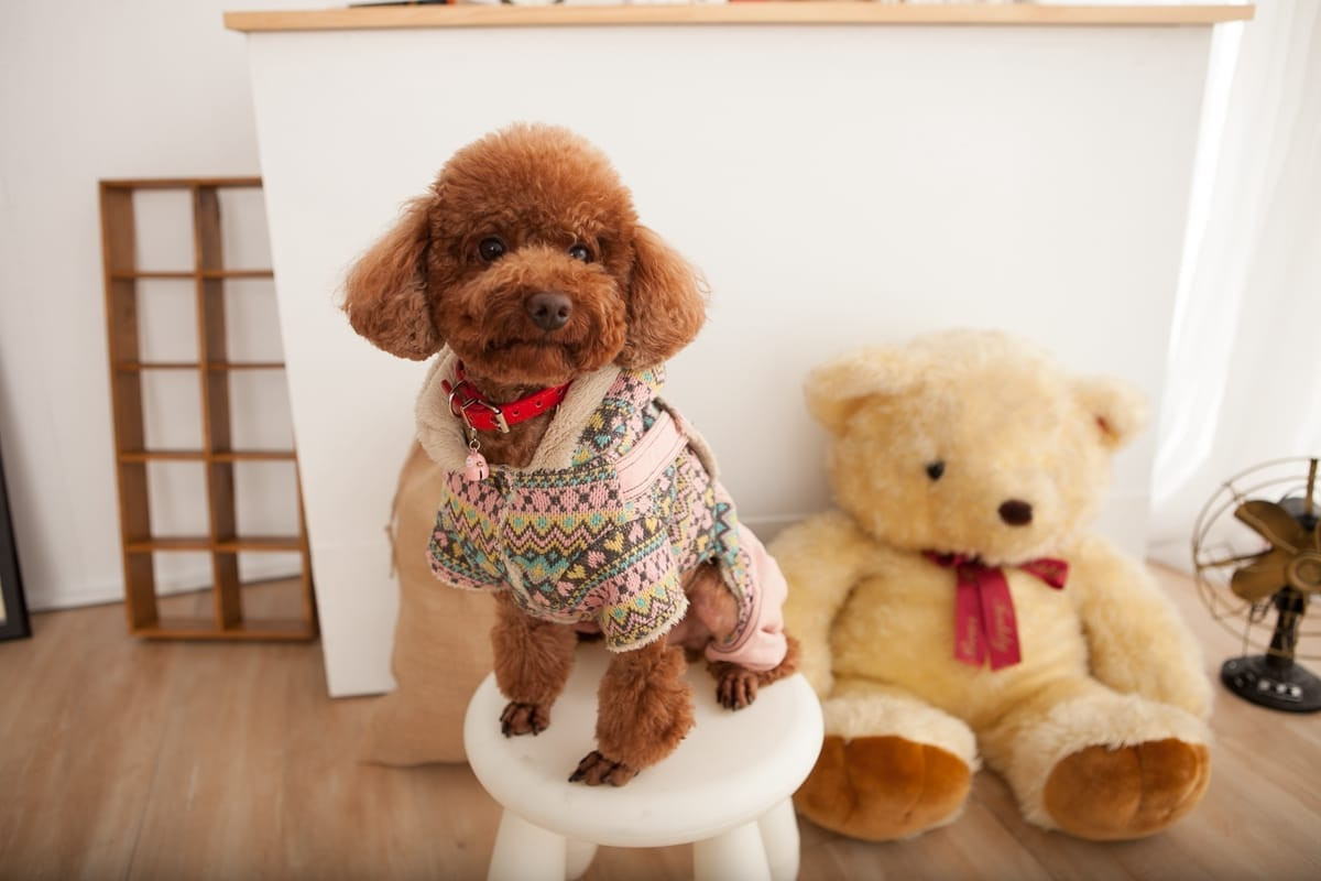 專業寵物攝影師 | 馬爾濟斯的修剪後造型與毛髮質感特寫，高雄