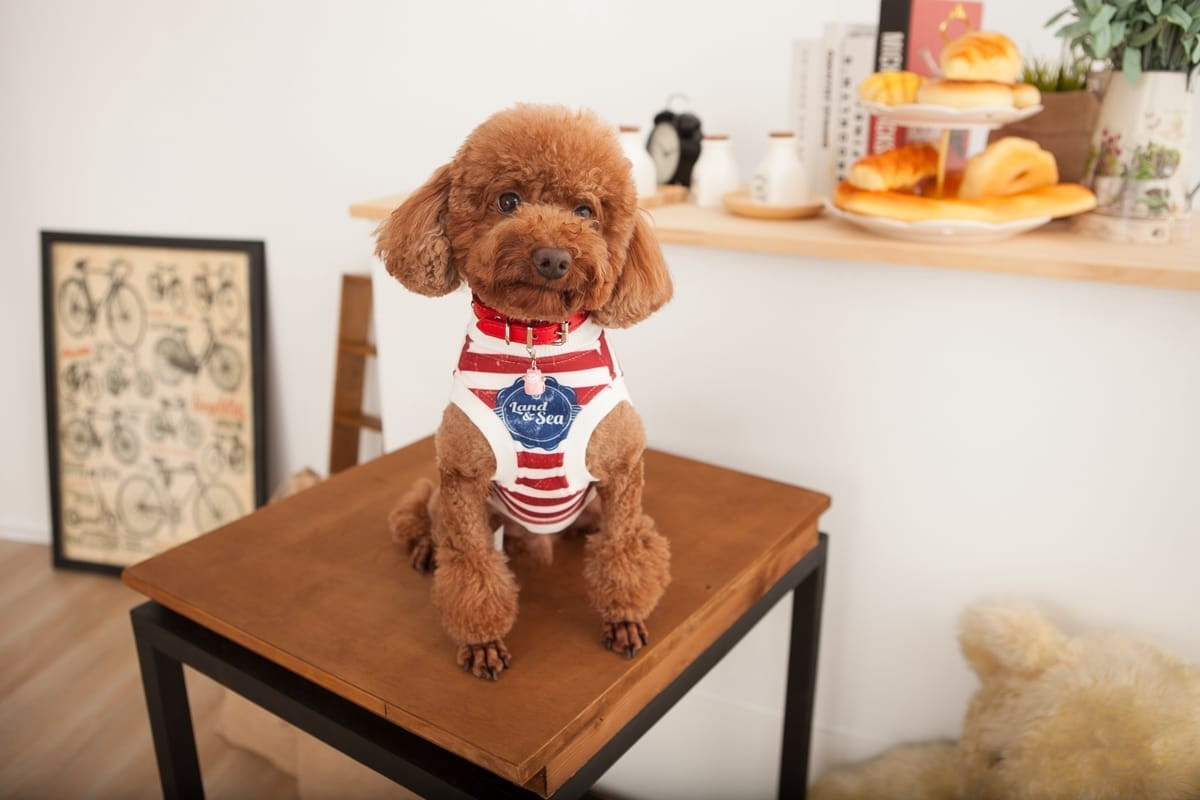 寵物醫院或服務形象 | 狗狗與獸醫的專業情境合影，台北