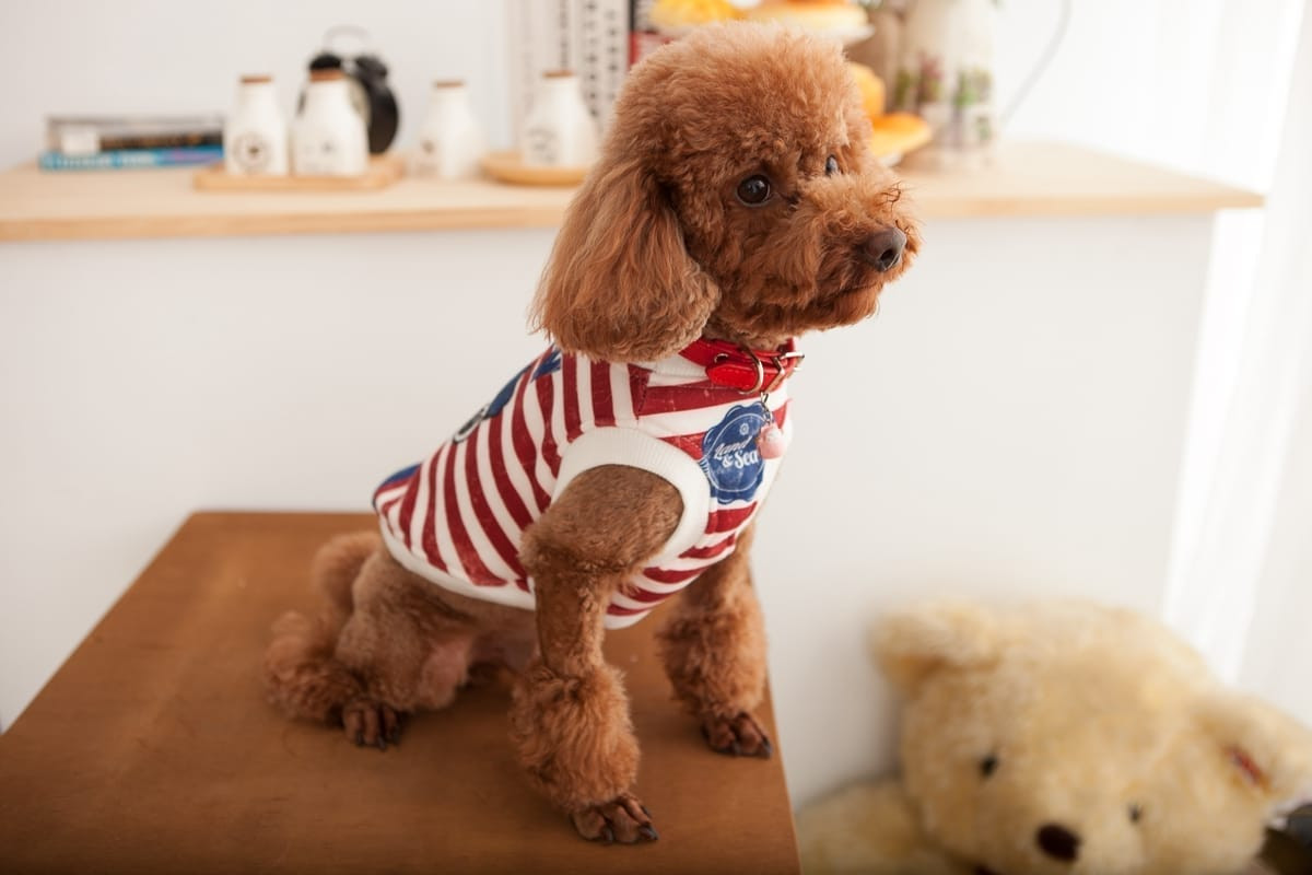 寵物攝影 | 多隻不同品種狗狗的團體合照，活潑氛圍，網拍