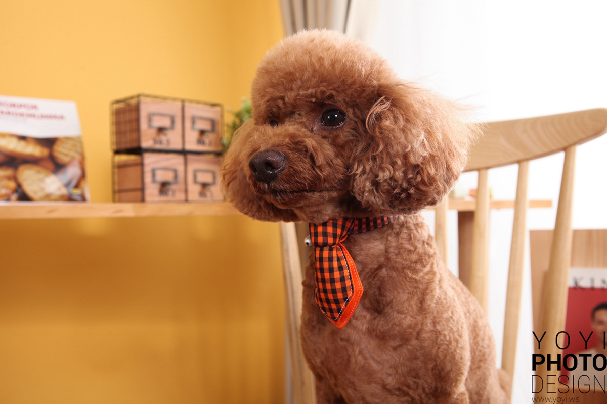 多多寵物商品攝影 1