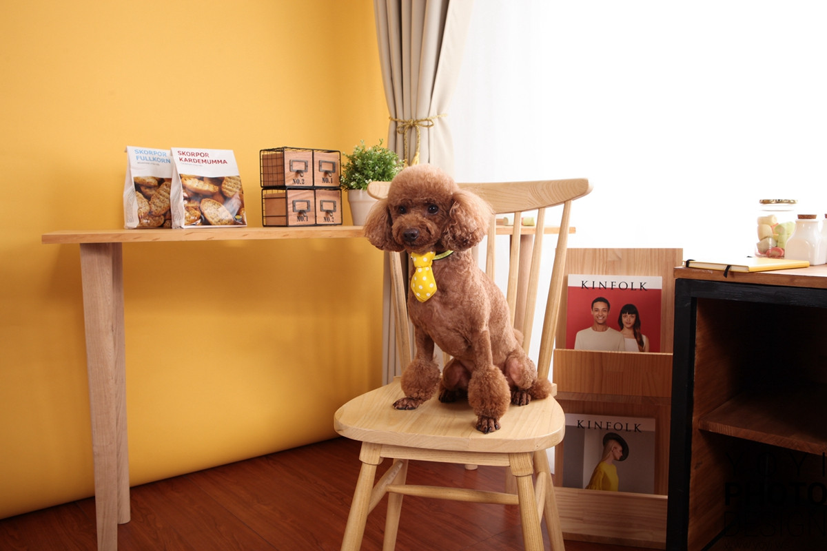 多多寵物商品攝影 5