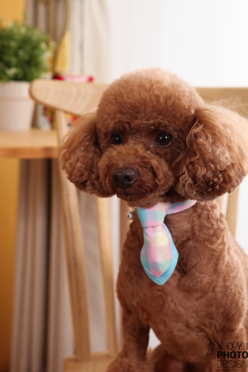 多多寵物商品攝影 9