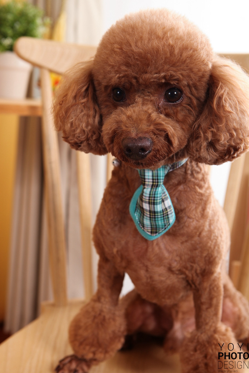 多多寵物商品攝影 11