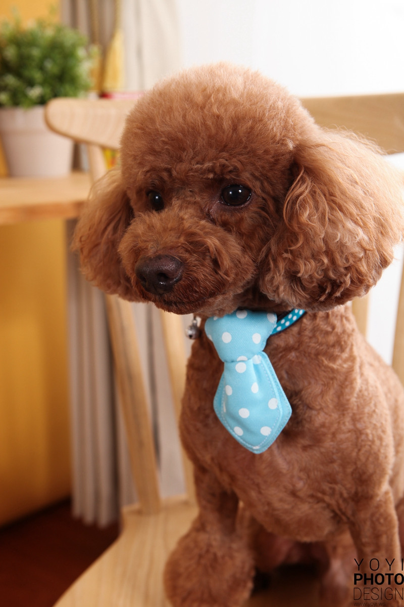 多多寵物商品攝影 15