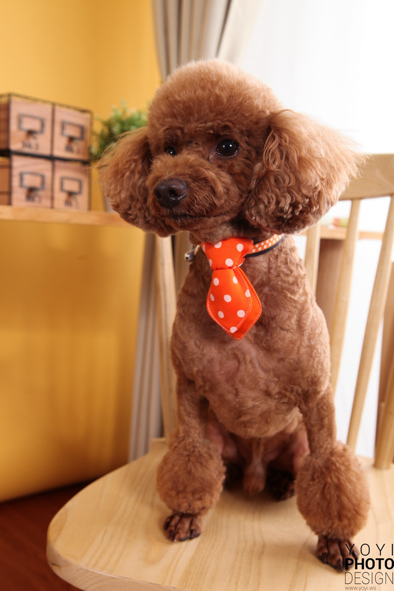 多多寵物商品攝影 19