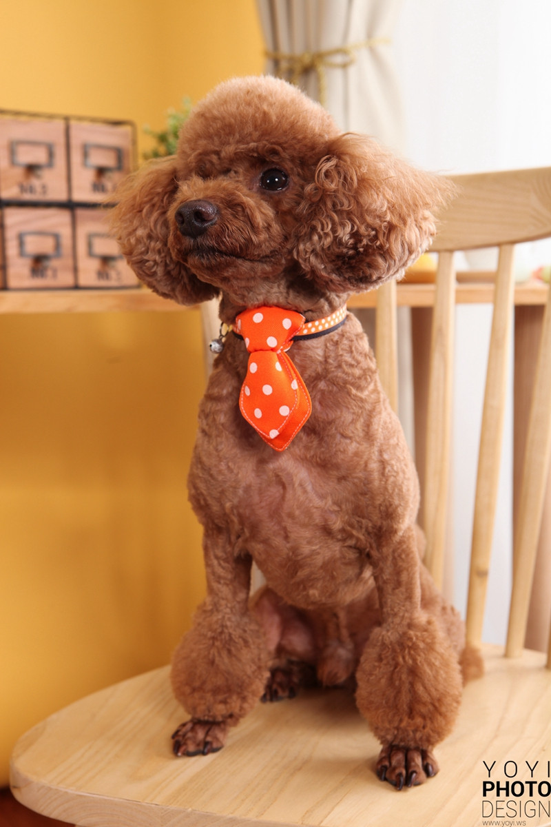 多多寵物商品攝影 21