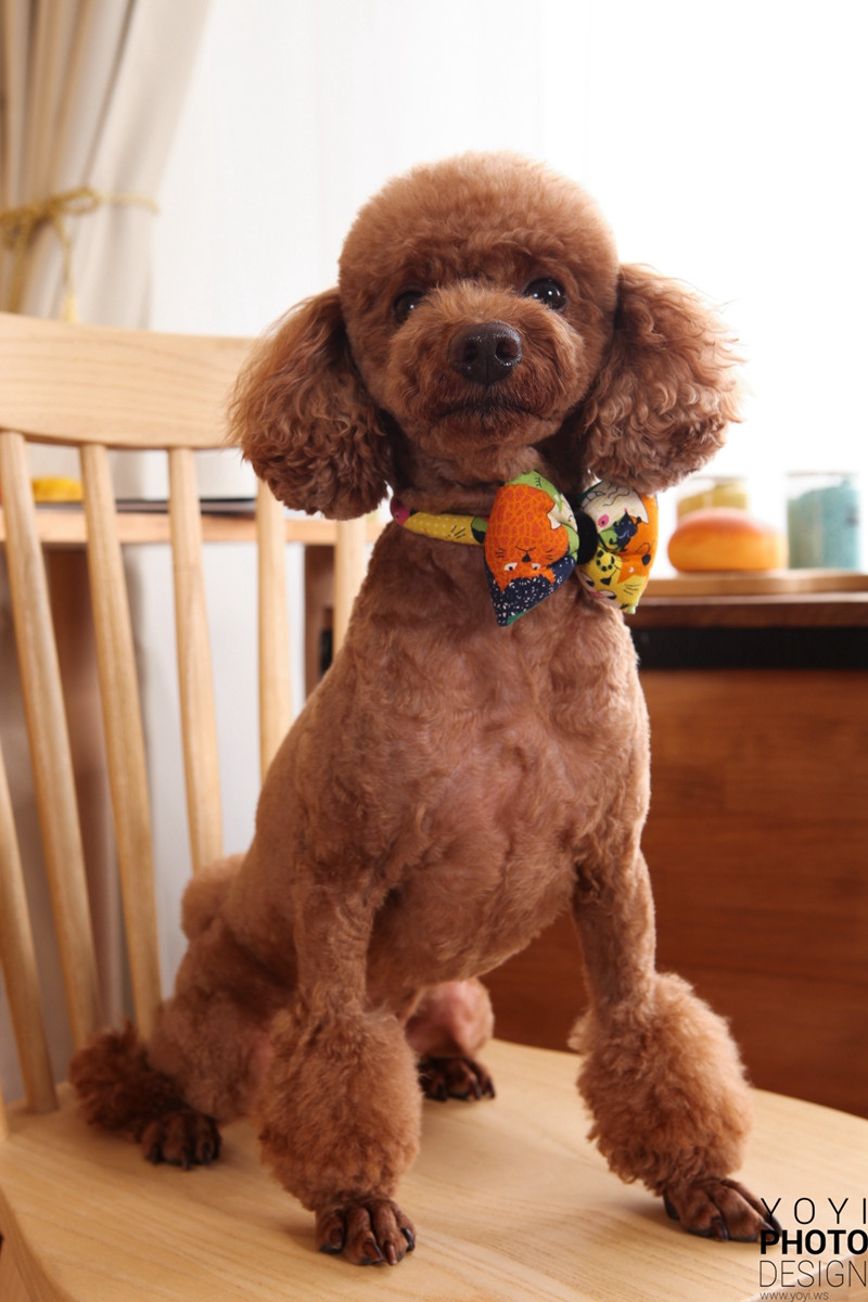 多多寵物商品攝影 27