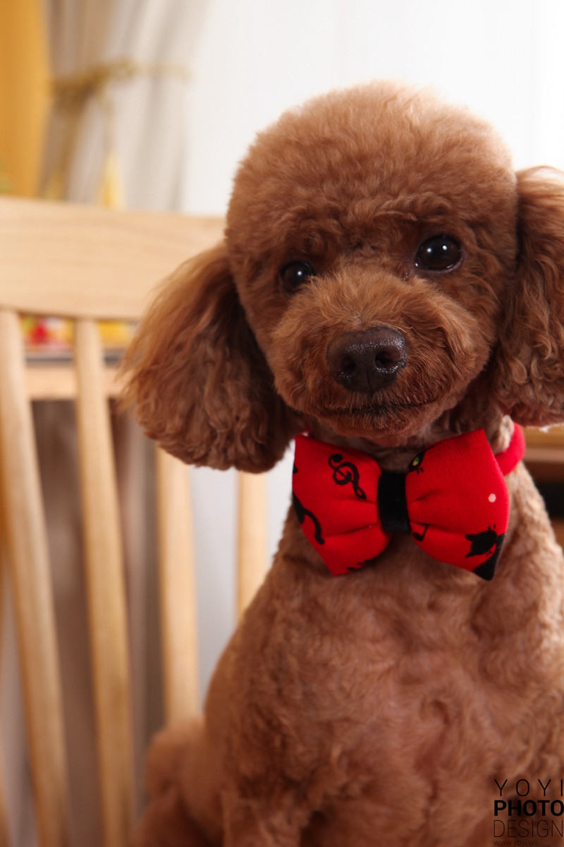 多多寵物商品攝影 29