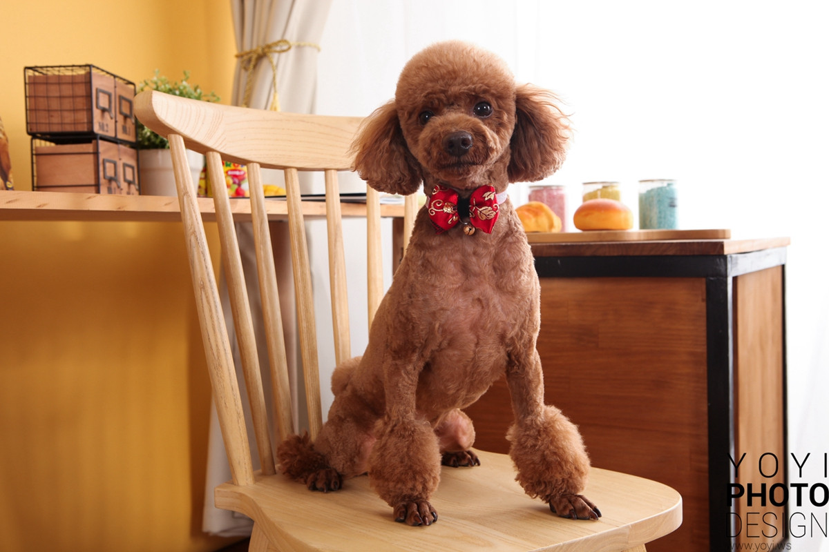 多多寵物商品攝影 35