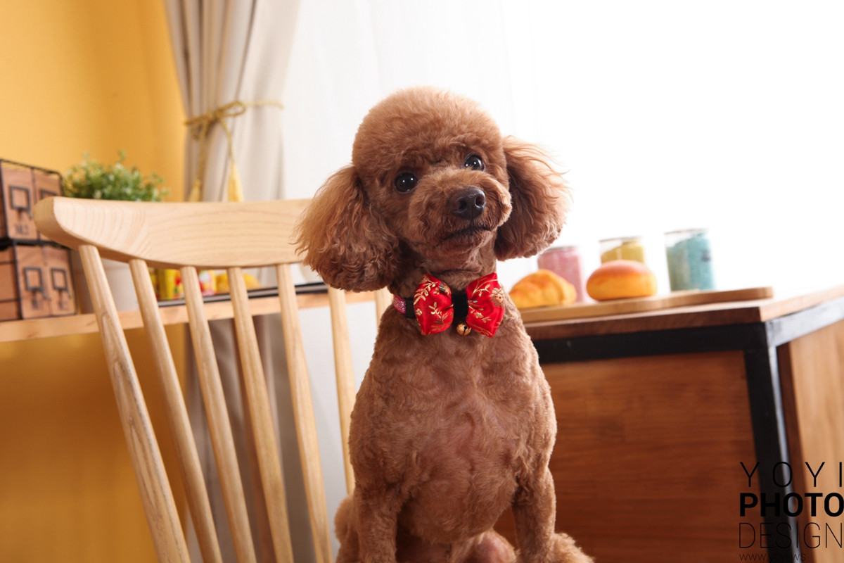 多多寵物商品攝影 37