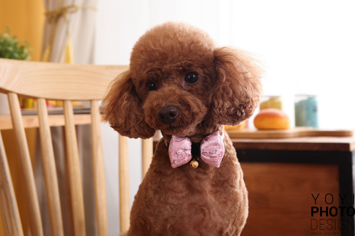 多多寵物商品攝影 39