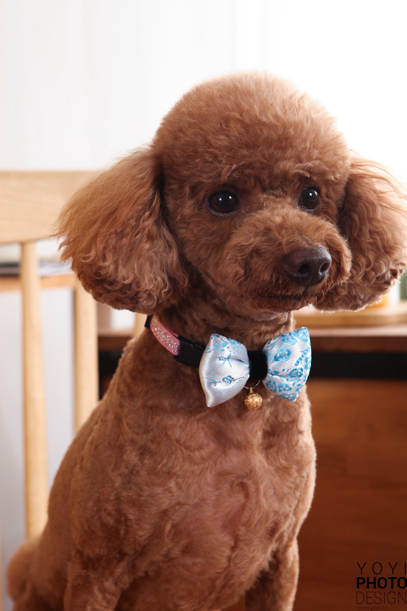 多多寵物商品攝影 41