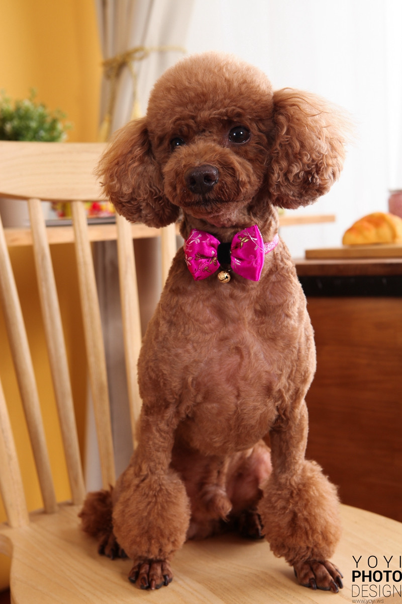 多多寵物商品攝影 43