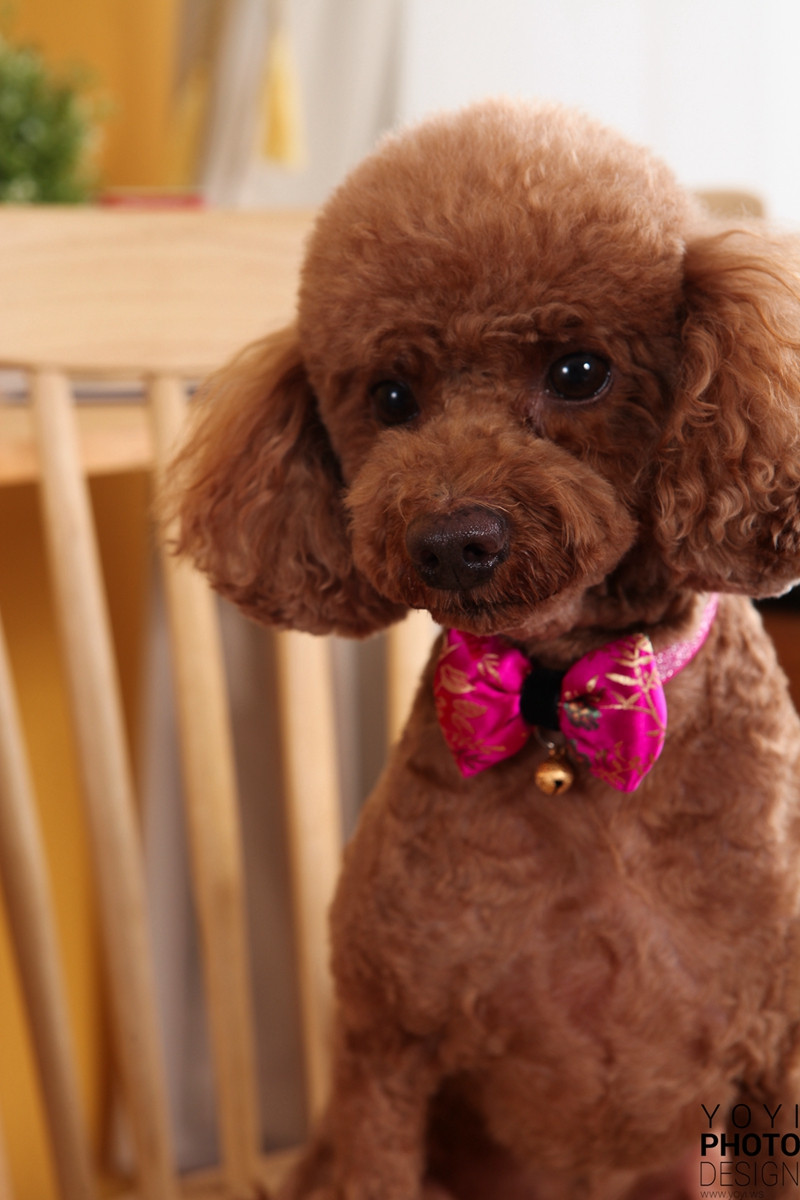 多多寵物商品攝影 45