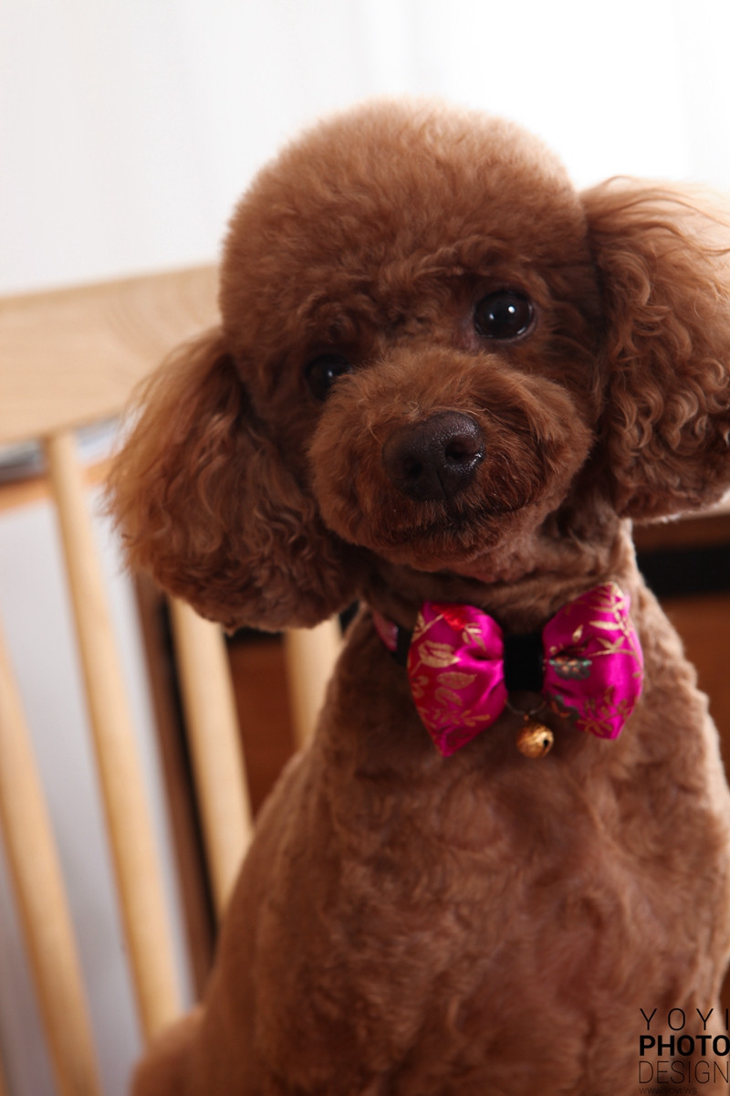 多多寵物商品攝影 47