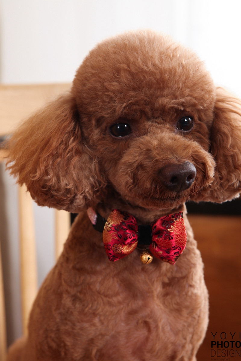 多多寵物商品攝影 49