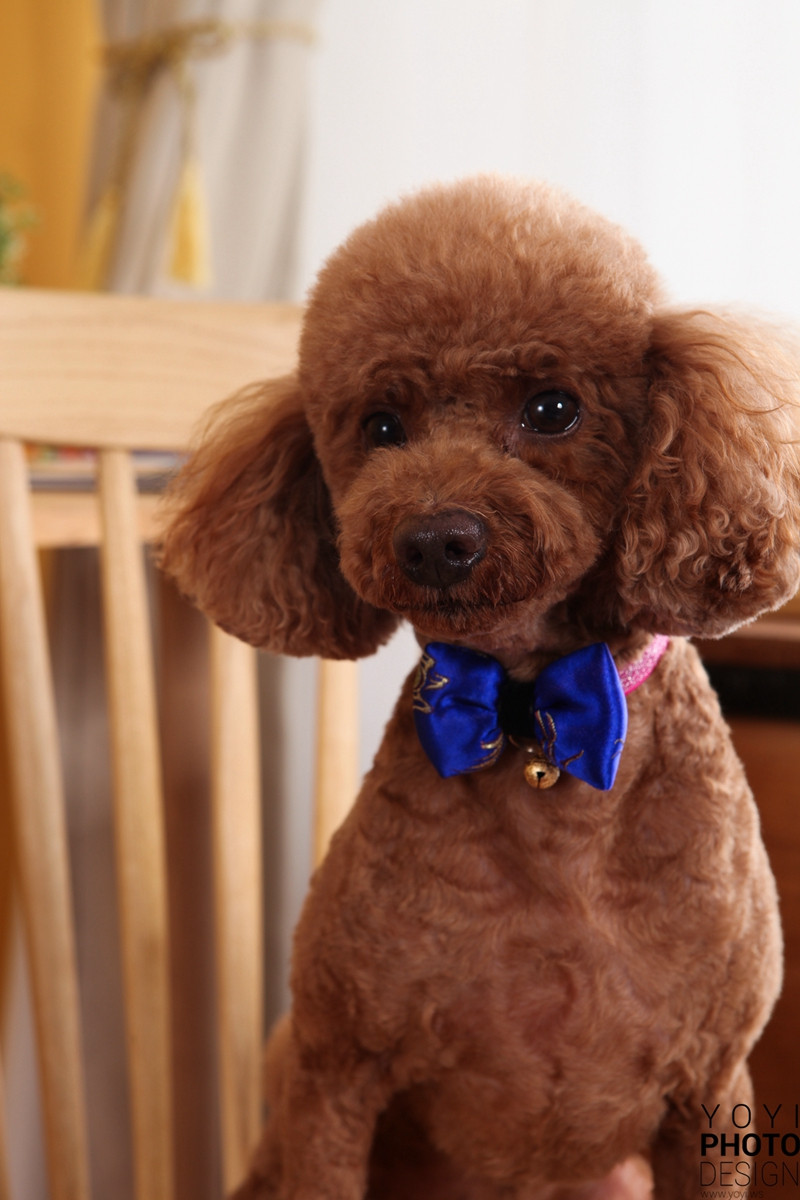 多多寵物商品攝影 51