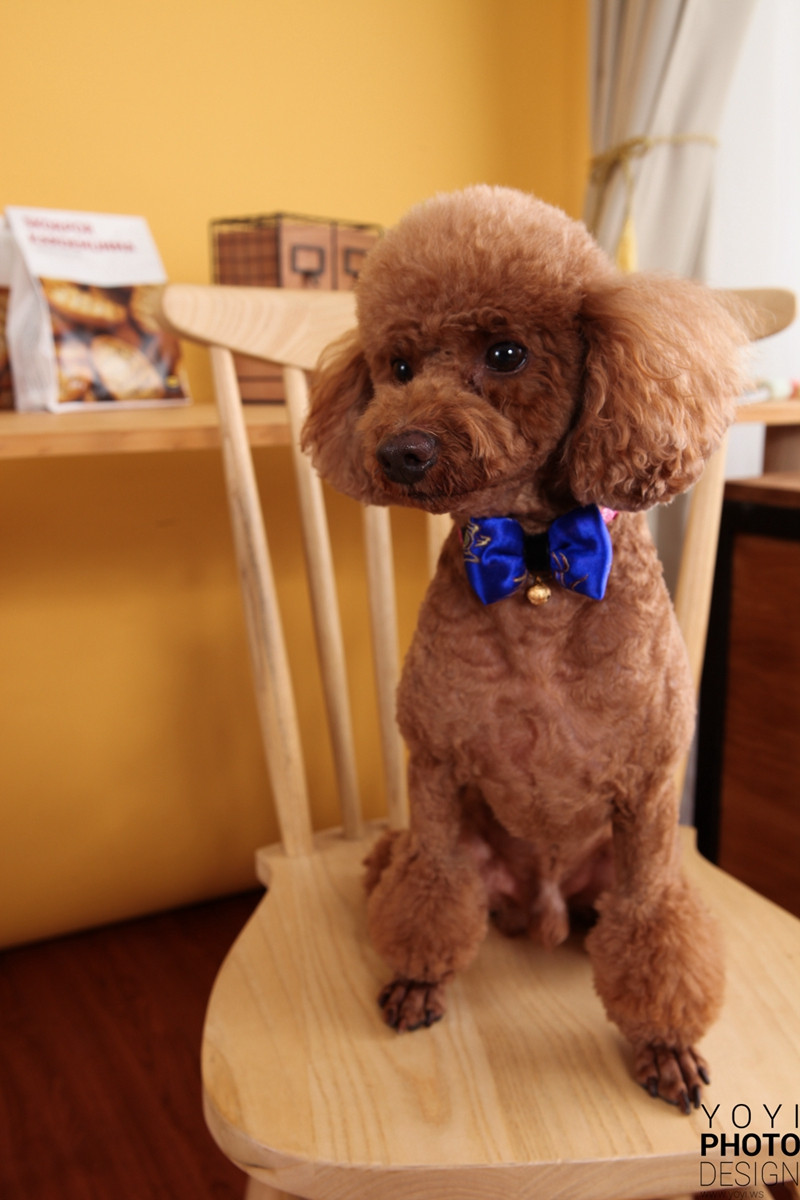 多多寵物商品攝影 53