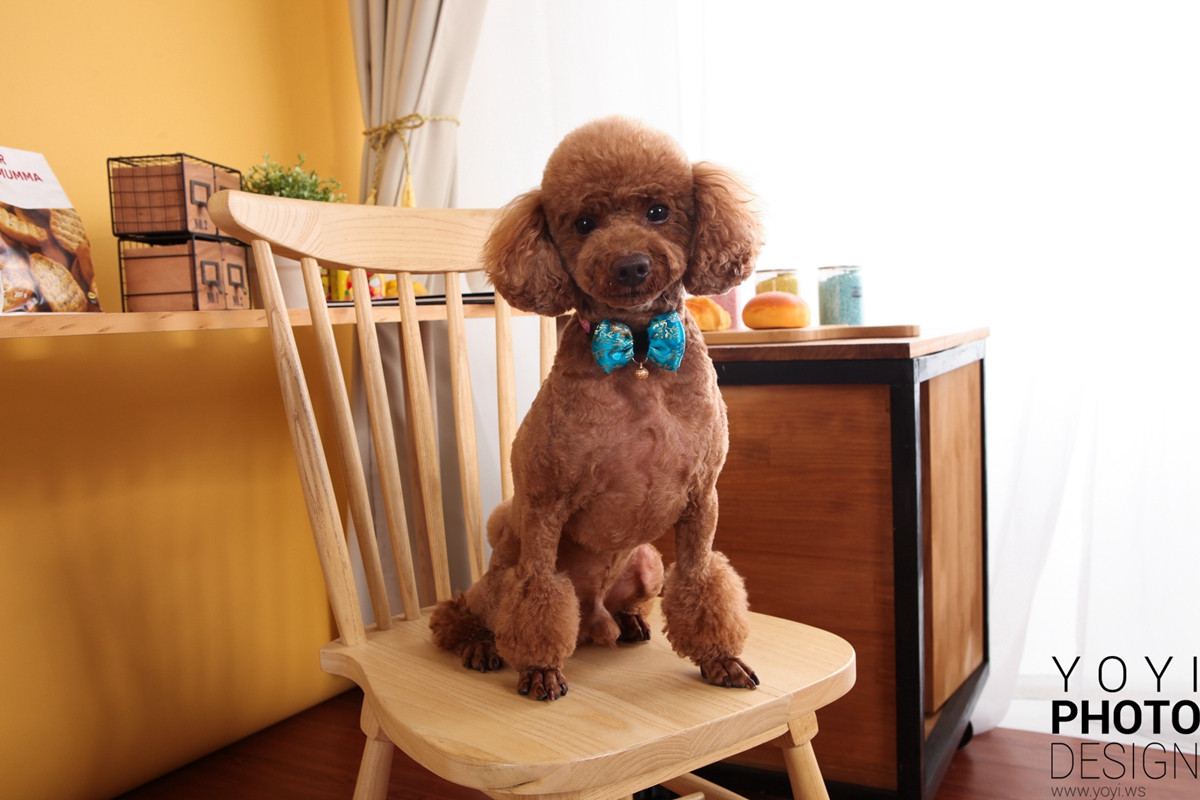 多多寵物商品攝影 55