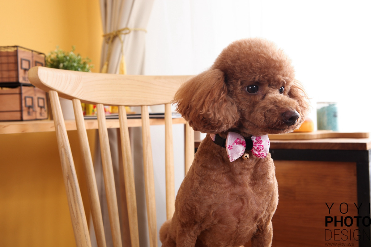 多多寵物商品攝影 57