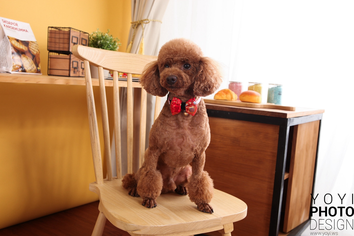 多多寵物商品攝影 59