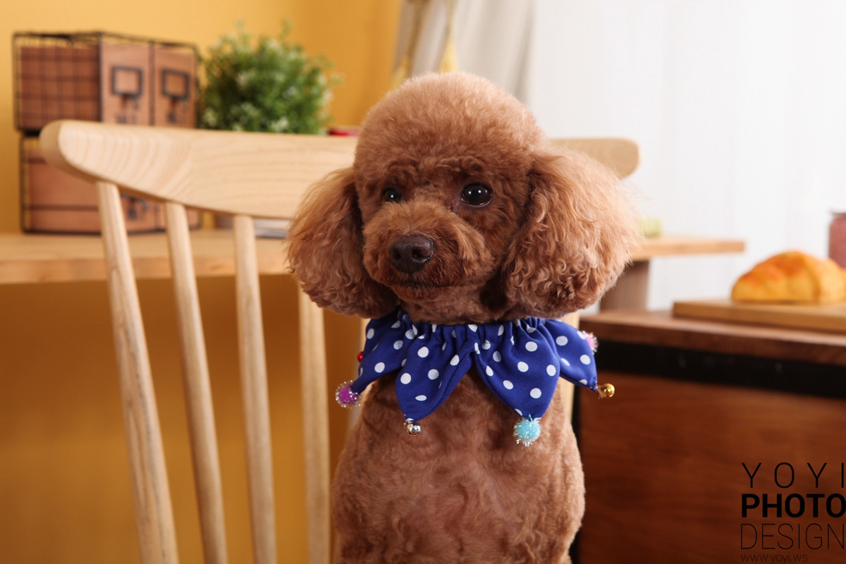 多多寵物商品攝影 61