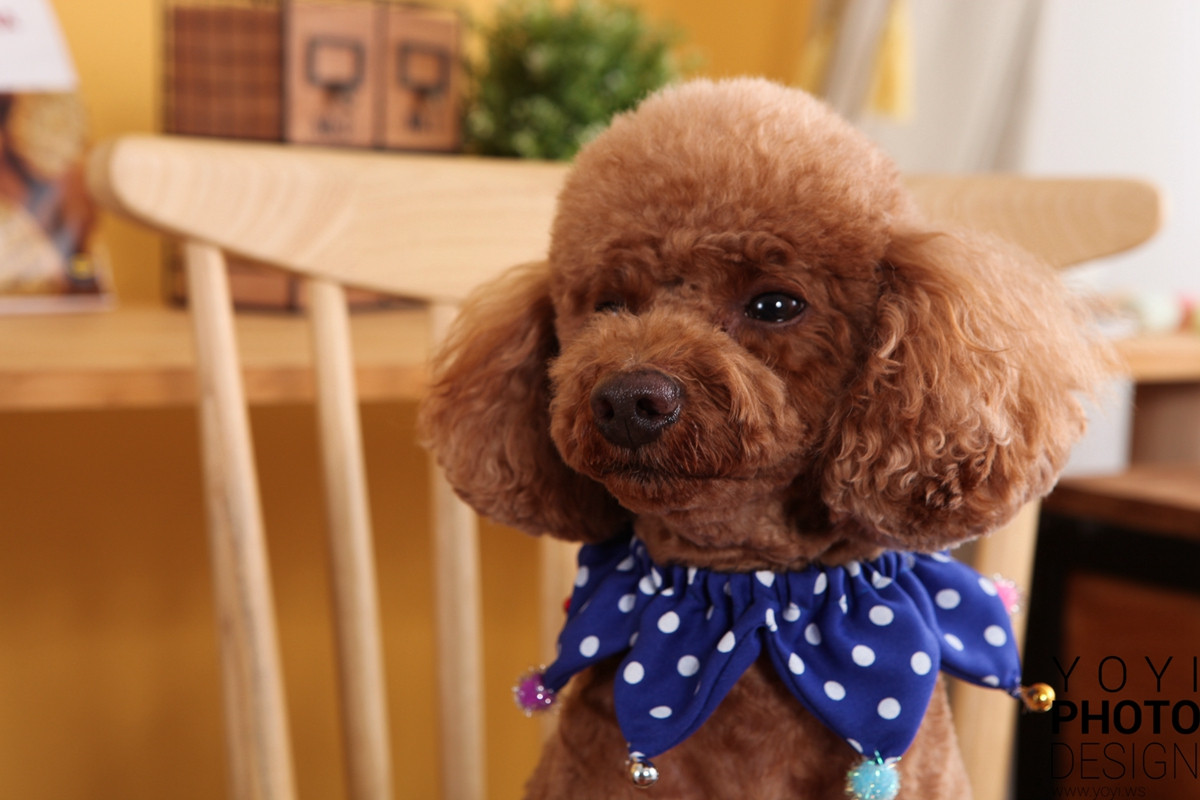 多多寵物商品攝影 63