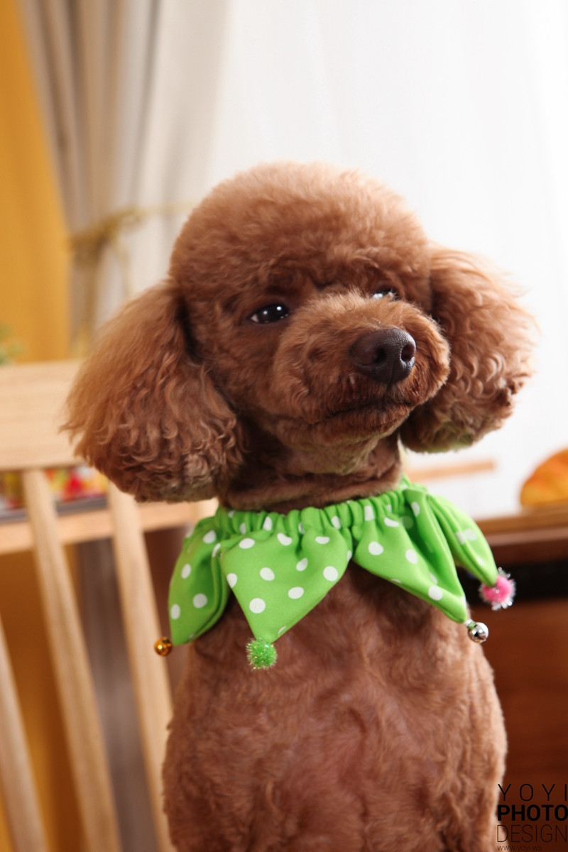 多多寵物商品攝影 67