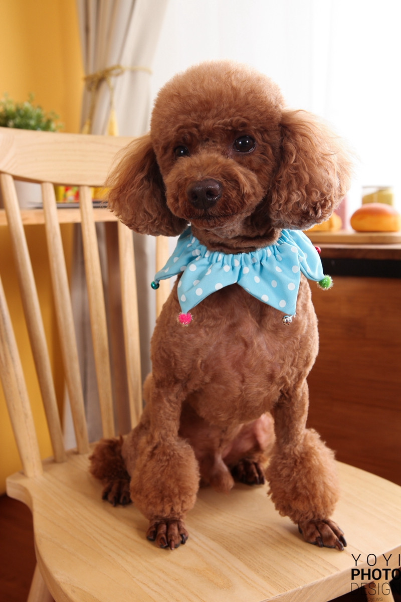 多多寵物商品攝影 71