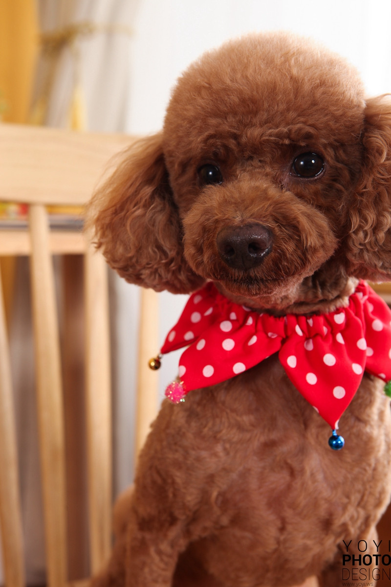 多多寵物商品攝影 73