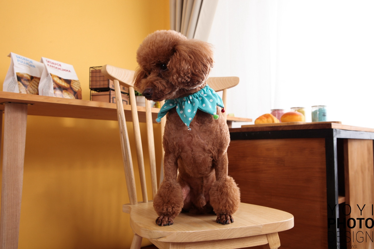 多多寵物商品攝影 77