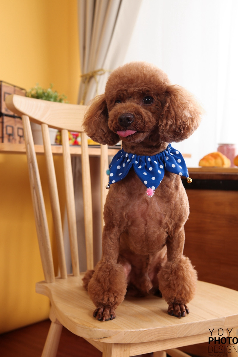 多多寵物商品攝影 79