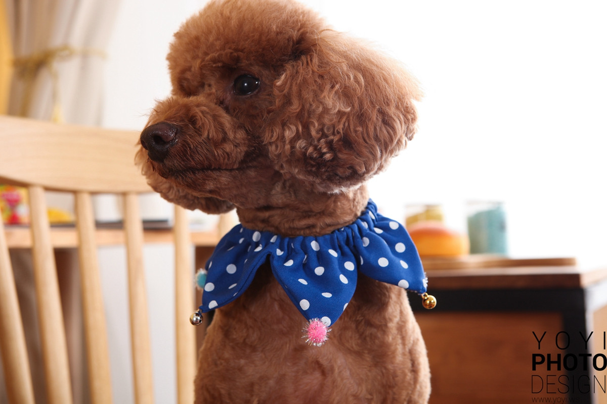 多多寵物商品攝影 81