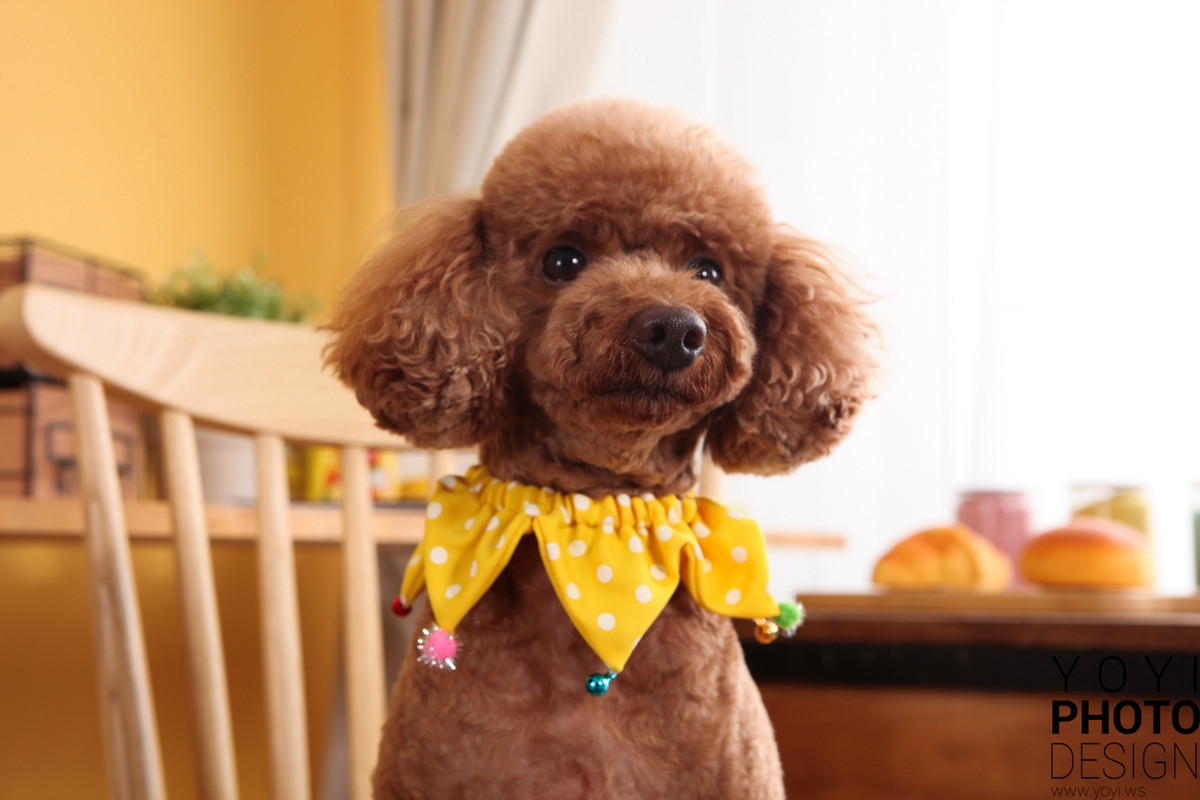 多多寵物商品攝影 83